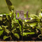 Mini Herb Garden Stakes